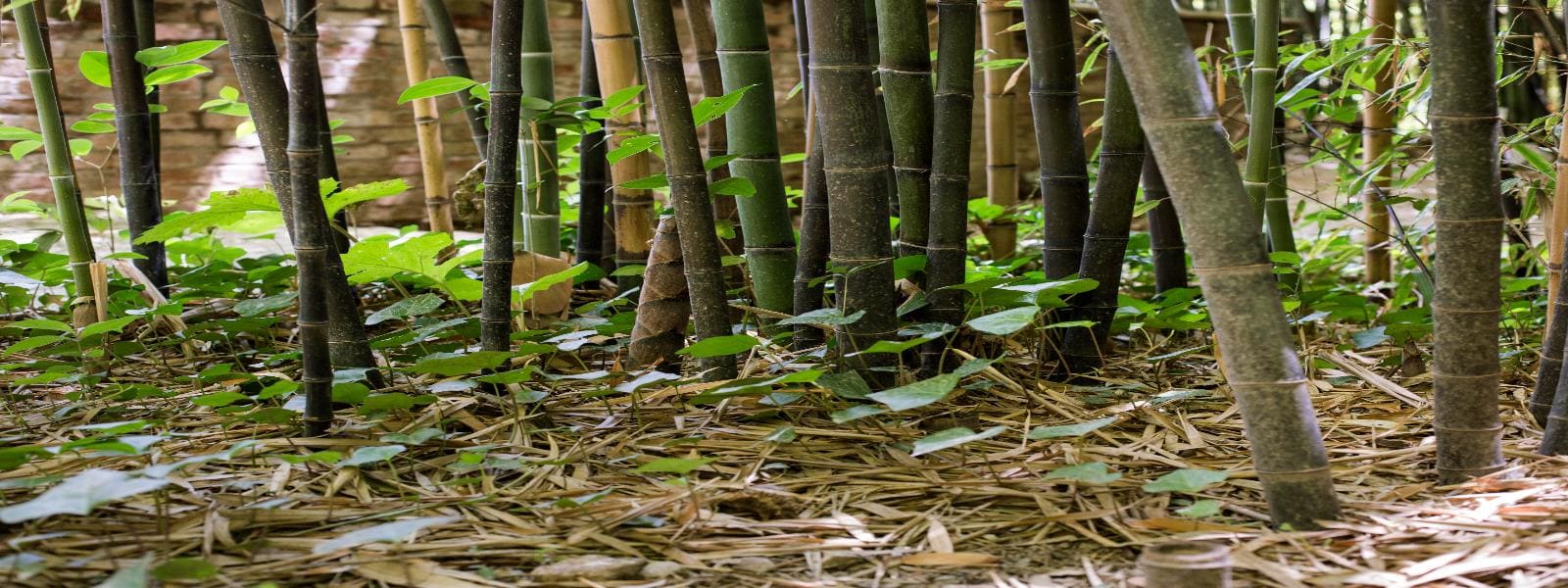 Bamboo Removal Service